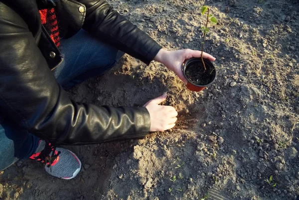 Das Mädchen Pflanzt Einen Jungen Baum — Stockfoto