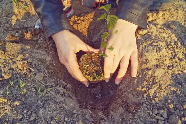 Das Mädchen Pflanzt Einen Jungen Baum — Stockfoto