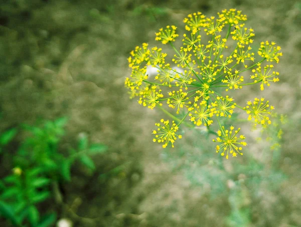 Flores Amarillas Eneldo Sobre Fondo Verde Hierba — Foto de Stock