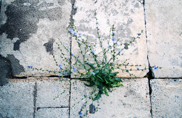 Plante Poussant Dans Béton — Photo