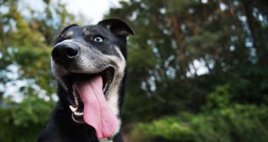 Mavi gözlü mutlu bir köpek portresi.