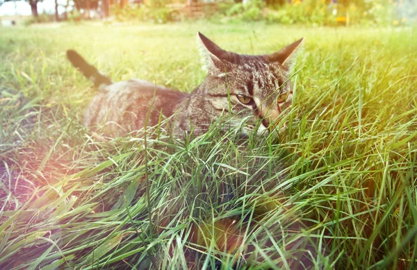 Katze Gras — Stockfoto