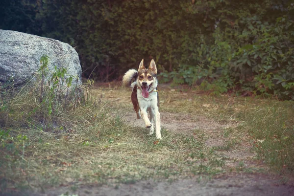 Mutlu Köpek Bir Yolda Çalışan — Stok fotoğraf