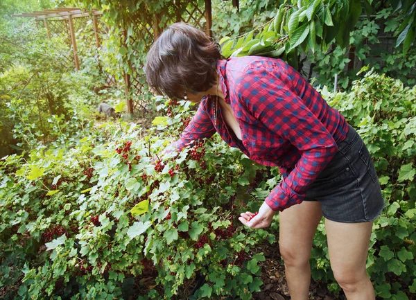 女性は茂みから赤いカラントを摘んでいる — ストック写真