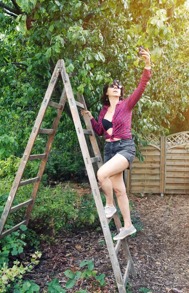 はしごの上の女性は果物を摘む — ストック写真