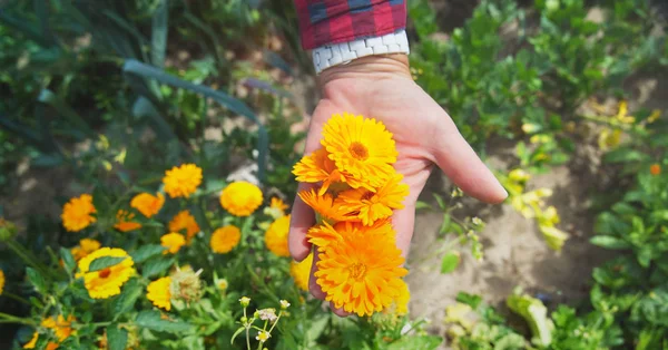 Woman picks up marigold flowers. Close-up of hands.