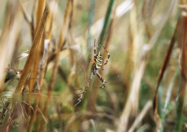 Aranha Argiope Bruennichi Teia Aranha — Fotografia de Stock