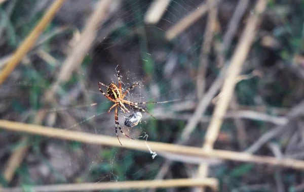 Araña Devora Presa — Foto de Stock