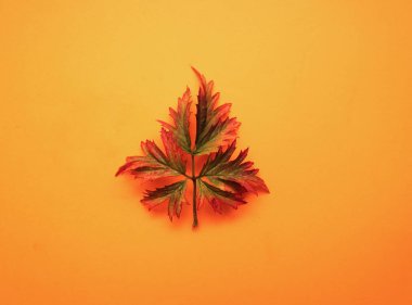 Turuncu arka plan üzerinde Sonbahar böğürtlen yaprağı.