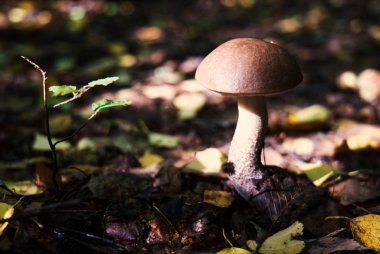 Mantar - boletus - ormanda.