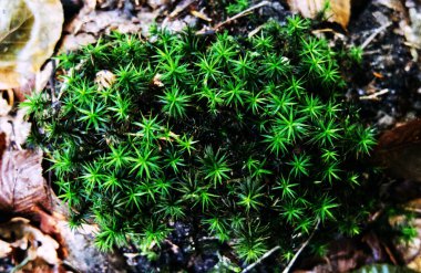 Ormanda genç iğne yapraklı çalı.