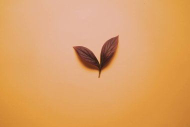 Turuncu arkaplanda sonbahar, renkli bir yaprak.