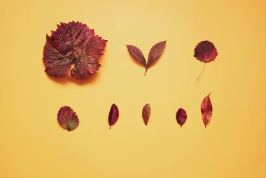 Sonbahar, turuncu arka planda renkli yapraklar.