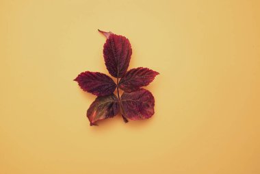 Turuncu arkaplanda sonbahar, renkli bir yaprak.