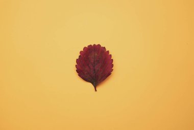 Turuncu arkaplanda sonbahar, renkli bir yaprak.