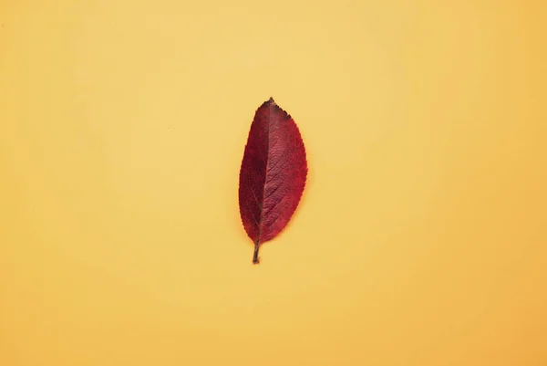 Podzimní Barevný List Oranžovém Pozadí — Stock fotografie