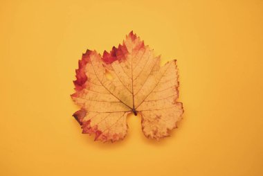 Turuncu arkaplanda sonbahar, renkli bir yaprak.