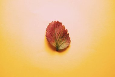 Turuncu arkaplanda sonbahar, renkli bir yaprak.