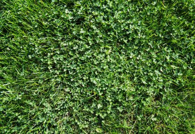 Doku: çimen ve küçük yonca.