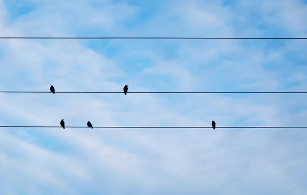 Ptáci Sedí Elektrickém Vedení Stock Snímky