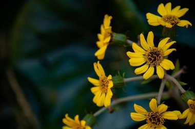 Sarı papatya çiçekler doğada