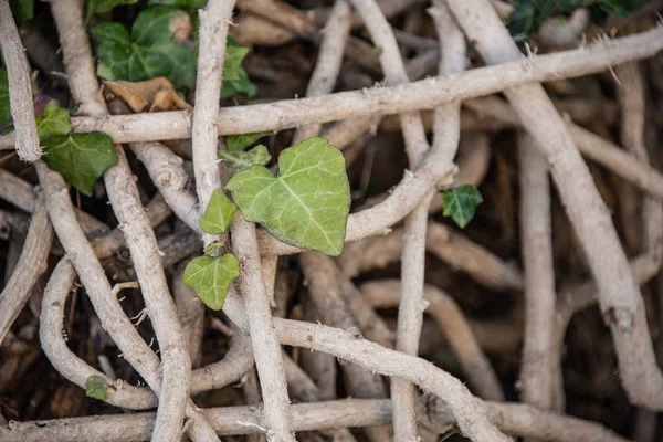 Roots of a vine plant