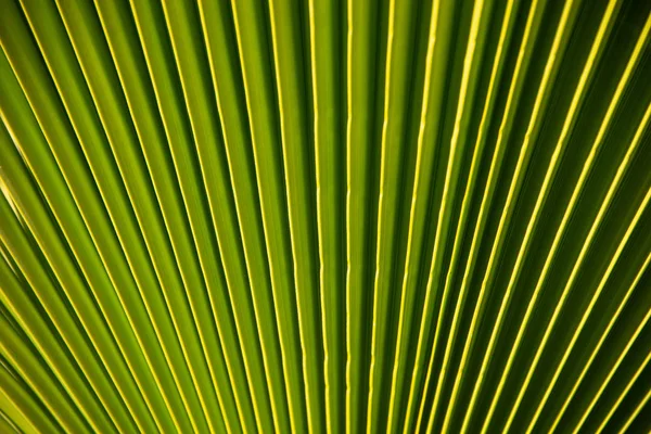 Lebhaftes grünes Palmenblatt — Stockfoto