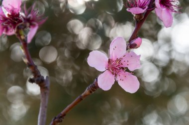 Tarlada şeftali çiçeği çiçekleri