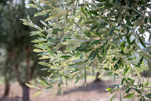 Листья оливкового дерева в поле — стоковое фото