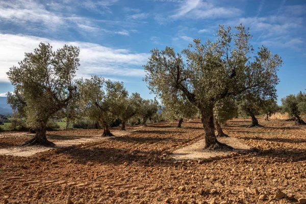 Pole grupy drzew oliwnych — Zdjęcie stockowe