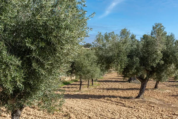 Drzewa oliwne w polu w słoneczny dzień — Zdjęcie stockowe