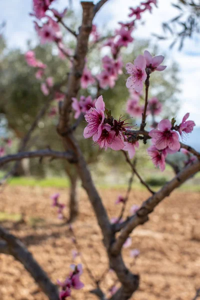 畑の桃の花 — ストック写真