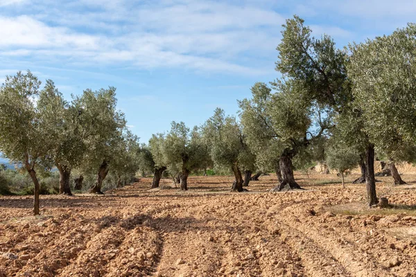 Punkt widzenia pola drzew oliwnych — Zdjęcie stockowe