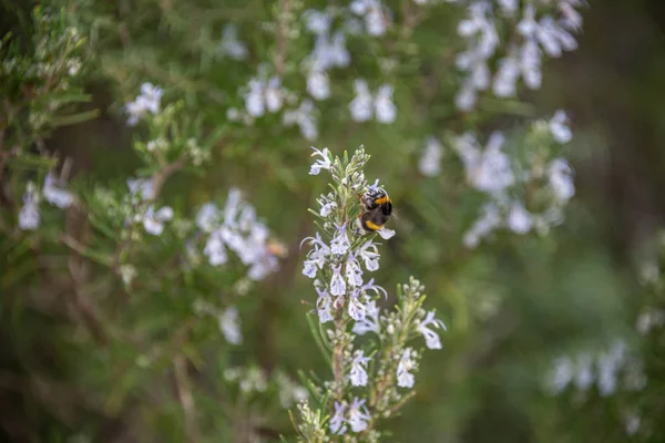 Detail of rosemary blossoms with bee — Stock Photo, Image