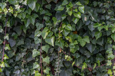 Duvar arka plan sarmaşık dolu, yeşil asma bitki