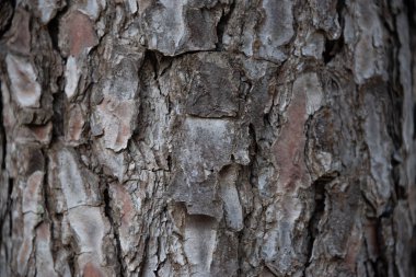 Kahverengi renkli çam gövdesi kabuğu doku detay