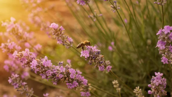 Honey bee pollinates the lavender flowers. Bumblebee pollinates the lavender flowers. Nectar collecting in the province rural areas with endless fields or lavender. Wide copy space banner.
