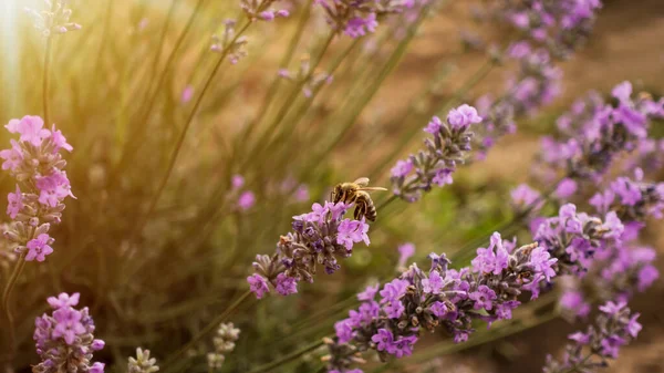 Honey bee pollinates the lavender flowers. Bumblebee pollinates the lavender flowers. Nectar collecting in the province rural areas with endless fields or lavender. Wide copy space banner.