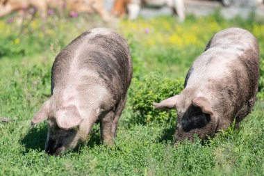 Pis domuz alanında sıyırdı. Domuzlar bir ot yemek.