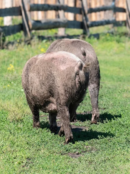 Dirty Pigs Grazed Field Pigs Smeared Dirt Turned Back — Stock Photo, Image