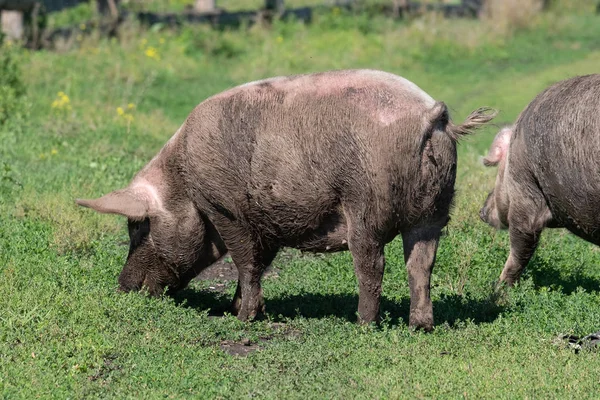 Pis domuz alanında sıyırdı. Kir bulaşmış domuz tarafından geri döndü. Domuzlar bir ot yemek.