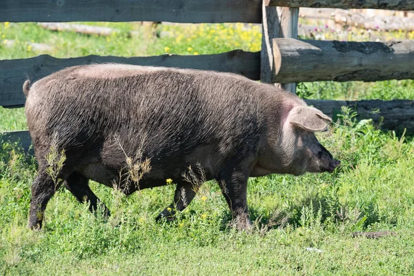 Los Cerdos Sucios Son Rozados Campo Cerdo Manchado Suciedad Gira — Foto de Stock