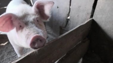 Aile içi domuz ahırda. Domuz kameraya bakar ve kirli bir burun ile yan yana sürücüler.