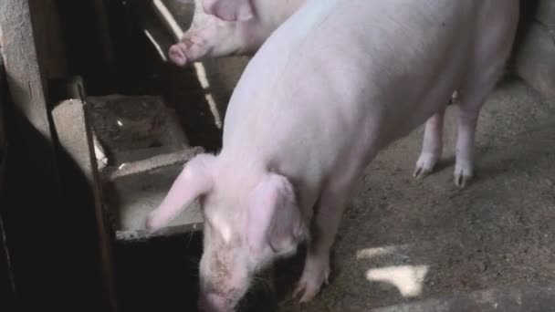 Домашние Свиньи Амбаре Две Свиньи Интересом Смотрят Камеру — стоковое видео