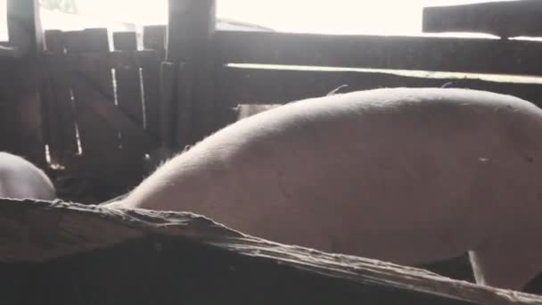 Домашние Свиньи Амбаре Свиньи Нюхают Деревянную Стену Лежат Гуляют Сарае — стоковое видео