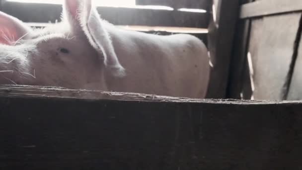 Porcos Domésticos Celeiro Porco Cheira Rói Parede Madeira Barracão — Vídeo de Stock