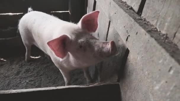 Hausschweine Stall Das Schwein Schnüffelt Der Holzwand Stall Und Neigt — Stockvideo