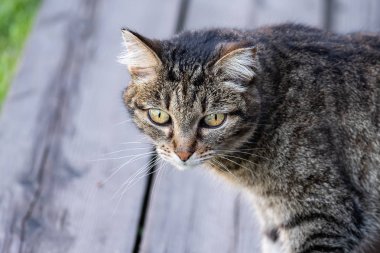 Kedi watchfully yeşil gözleri görünüyor. Yeşil gözlü kırmızı kedi.