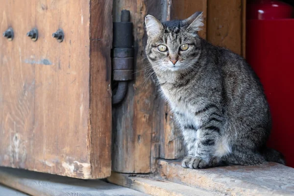 Кошка Осторожно Смотрит Зелеными Глазами Двери Сидит Красный Кот Зелеными — стоковое фото