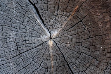 Yaşlı bir ağaç dairesel bir kesim bir arka plan.